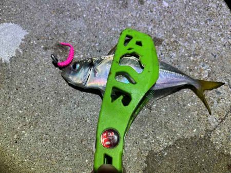 ひたすら豆アジング