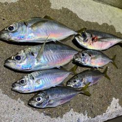 島アジング復活！？短い時合いだったけど良型アジ連発！