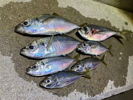 島アジング復活！？短い時合いだったけど良型アジ連発！