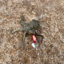 ショアジギ撃沈後にイイダコ釣りの調査