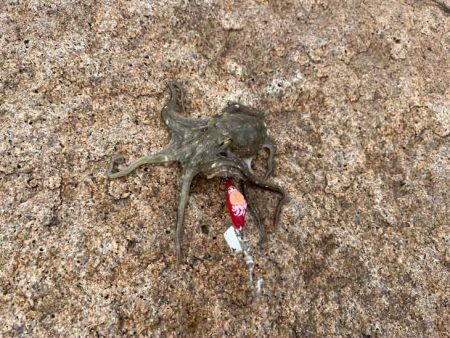 ショアジギ撃沈後にイイダコ釣りの調査