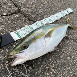 メジロゲットで姫路ショアジギング開幕！