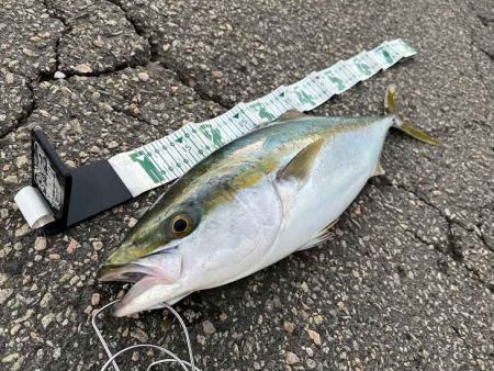 メジロゲットで姫路ショアジギング開幕！