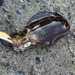 秋アオリエギング｜朝マヅメラッシュは無し！日中はボチボチ！