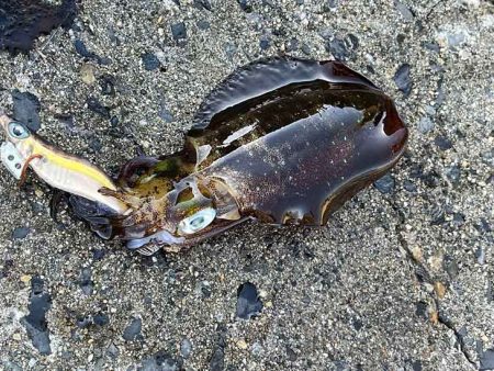 秋アオリエギング｜朝マヅメラッシュは無し！日中はボチボチ！