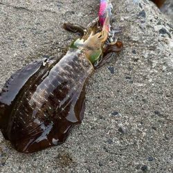 デイエギングはポツポツ｜ナイトエギング激渋！