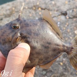 姫路のカワハギ、激シブ。
