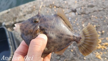 姫路のカワハギ、激シブ。