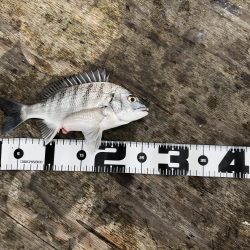 今年初の筏釣り