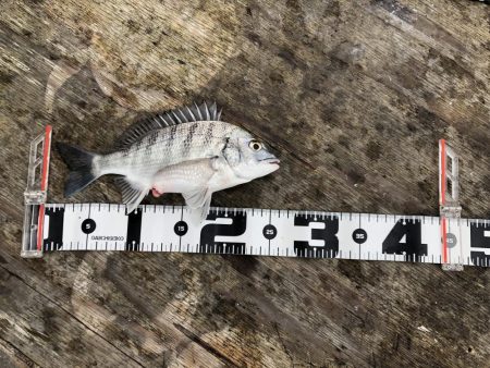 今年初の筏釣り