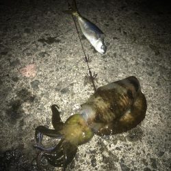 ヤエンでアオリイカGET