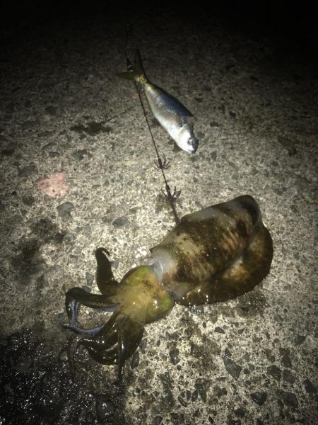 ヤエンでアオリイカGET