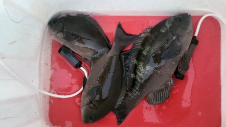 和歌山市江(吉丸渡船)で磯フカセ