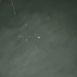 アジングのつもりが