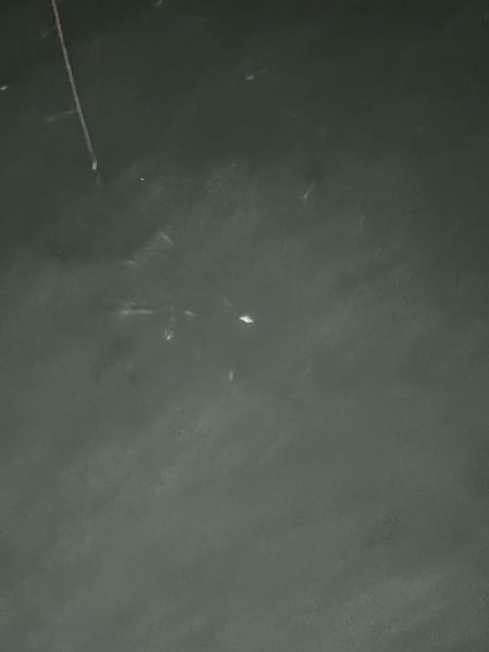 アジングのつもりが