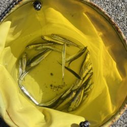 青物を求めて漆黒の闇に紛れての弾丸ツアー