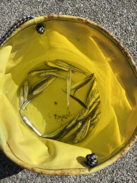 青物を求めて漆黒の闇に紛れての弾丸ツアー