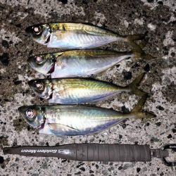 カマスのボイルが…