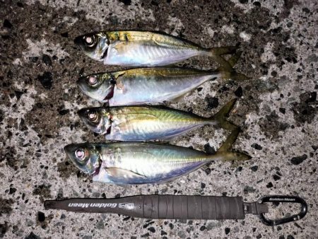 カマスのボイルが…