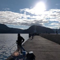 カワハギ仕掛けで五目釣り