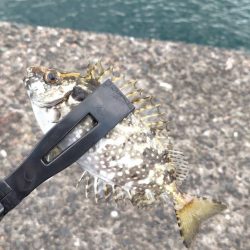 胴付き仕掛けで五目釣り