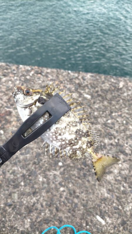 胴付き仕掛けで五目釣り