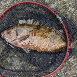 先週に引き続き釣行