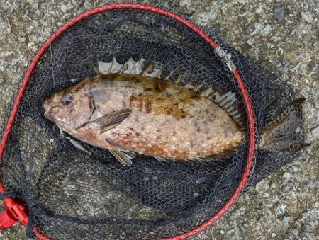 先週に引き続き釣行