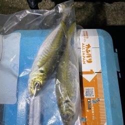 久しぶりのアジング