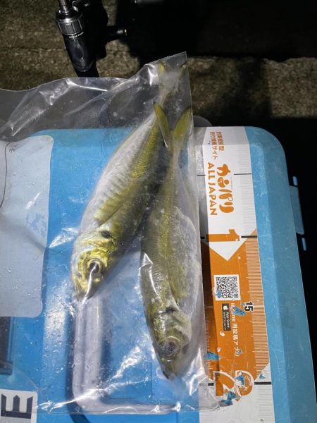 久しぶりのアジング