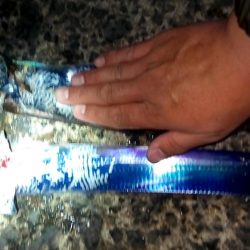 やっと釣れた！タチウオ