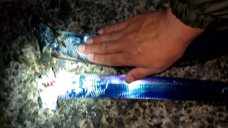 やっと釣れた！タチウオ