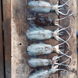 アオリイカ釣り