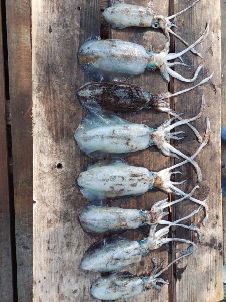 アオリイカ釣り