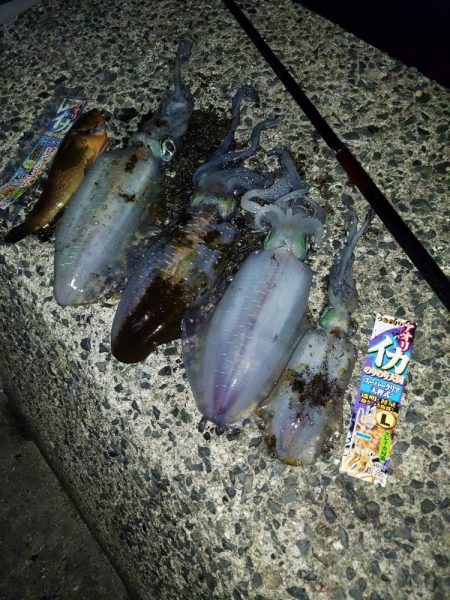 アオリイカ釣り