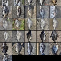 イチノ今日(兄)釣果!