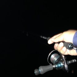 ナイトエギング