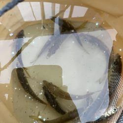 魚より人が多い