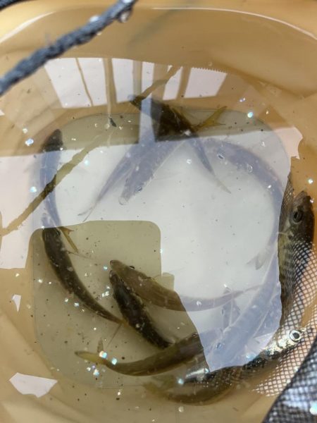 魚より人が多い