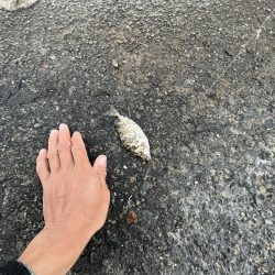 ノーハイシーズン