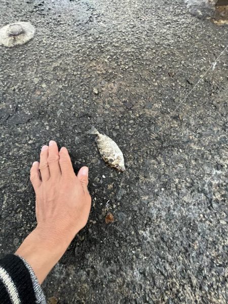 ノーハイシーズン