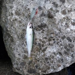 夕暮れのプチsalt water game