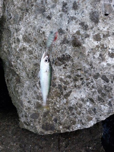 夕暮れのプチsalt water game