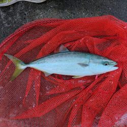 プチsalt water game