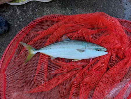 プチsalt water game