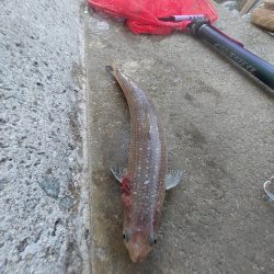 プチsalt water game