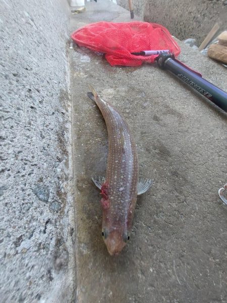 プチsalt water game