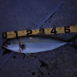 夕暮れのプチSalt water Game