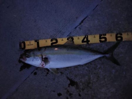 夕暮れのプチSalt water Game