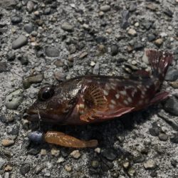 ライトワインドでオオモンハタGET